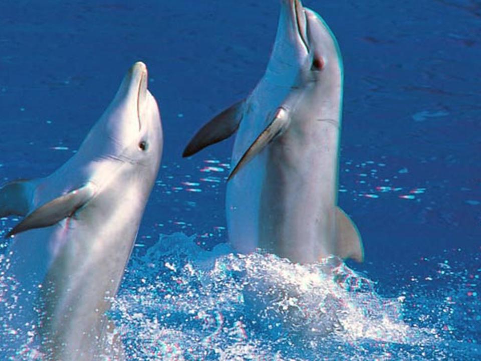 Дельфины с удовольствием разучивают и выполняют разные. Дельфины. Дельфин картинка. Дельфины в море. Живые дельфины.
